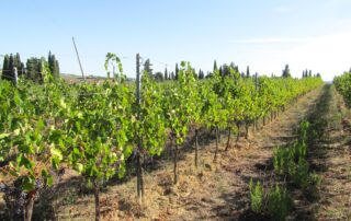 Filare di Sangiovese al sole del mattino in Chianti durante la vendemmia 2026
