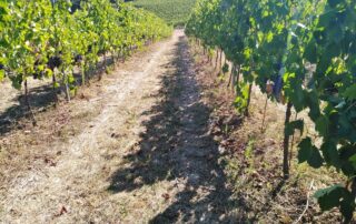 Filare di vigneto con grappoli di Sangiovese in maturazione avanzata durante la vendemmia